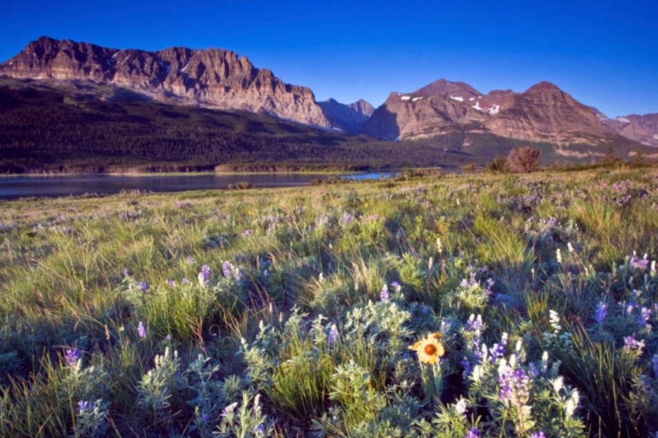 Field of flowers with mountains in background
