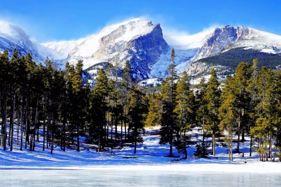 Pine trees in front of a mountain range