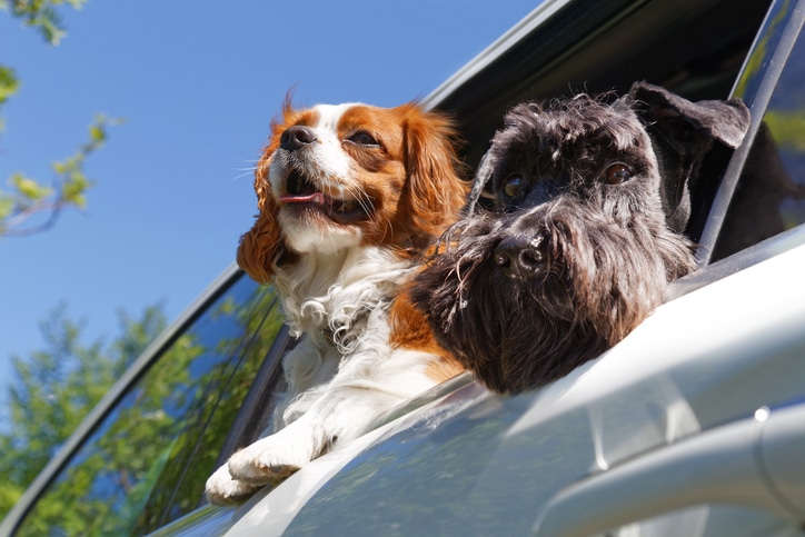 Two dogs hanging out a car window
