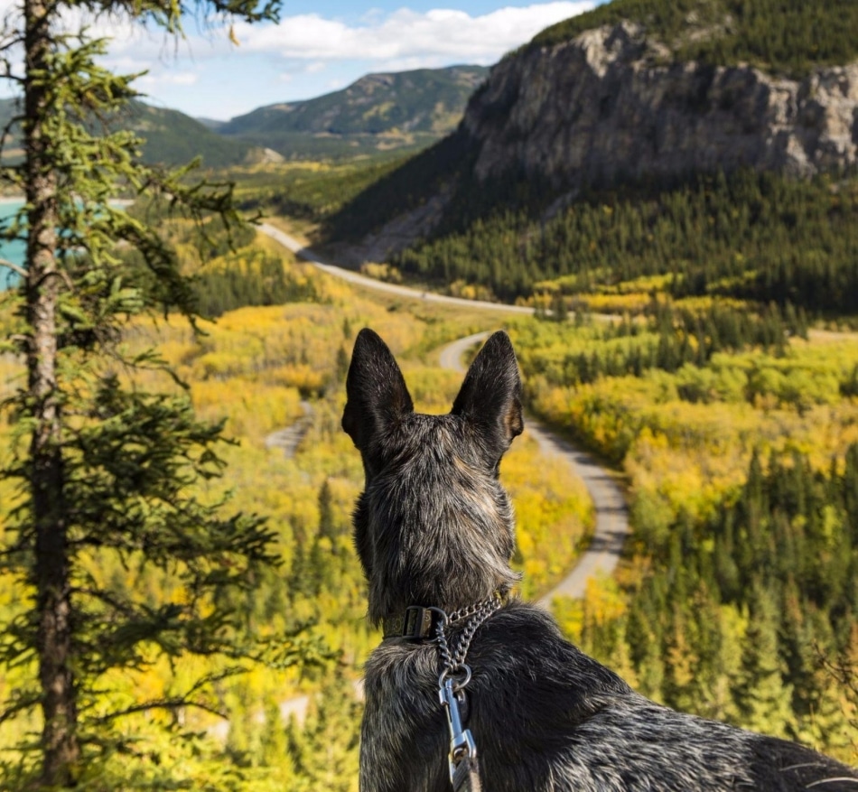 Dog looking off into mountains