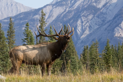 Elk