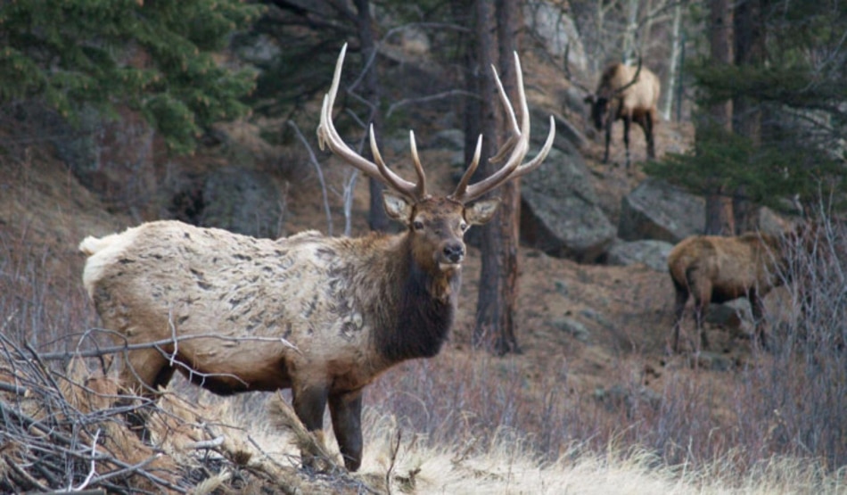 Elk on mountain