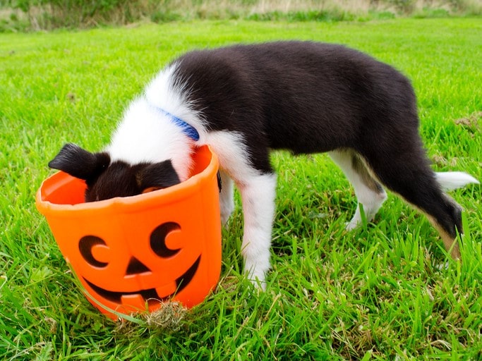 A puppy with her head in a plastic Halloween pumpkin bucket