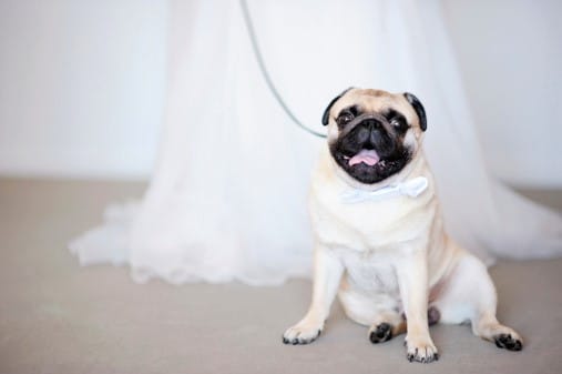 Pug dog at wedding