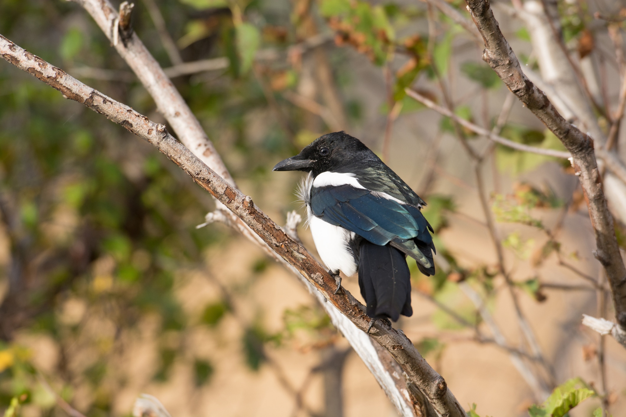 image of a bird in trees