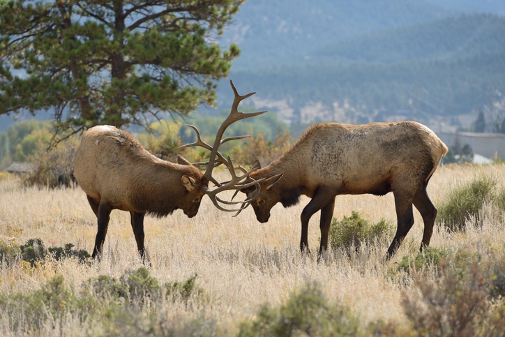 image of elk in estes park