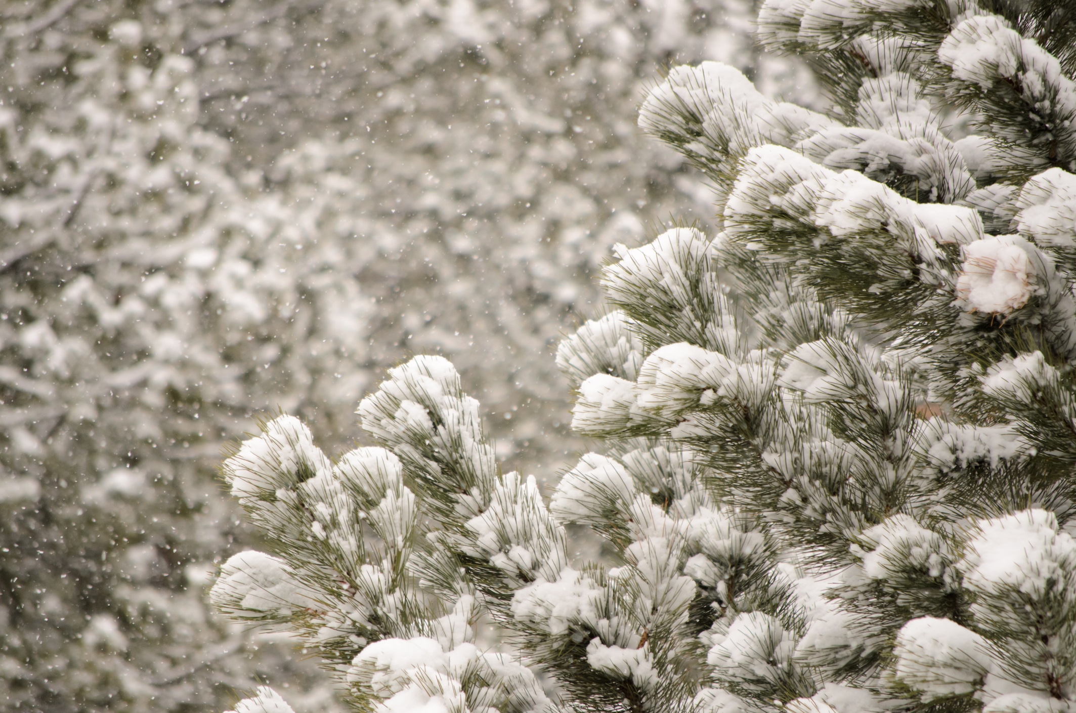 image of snow on trees