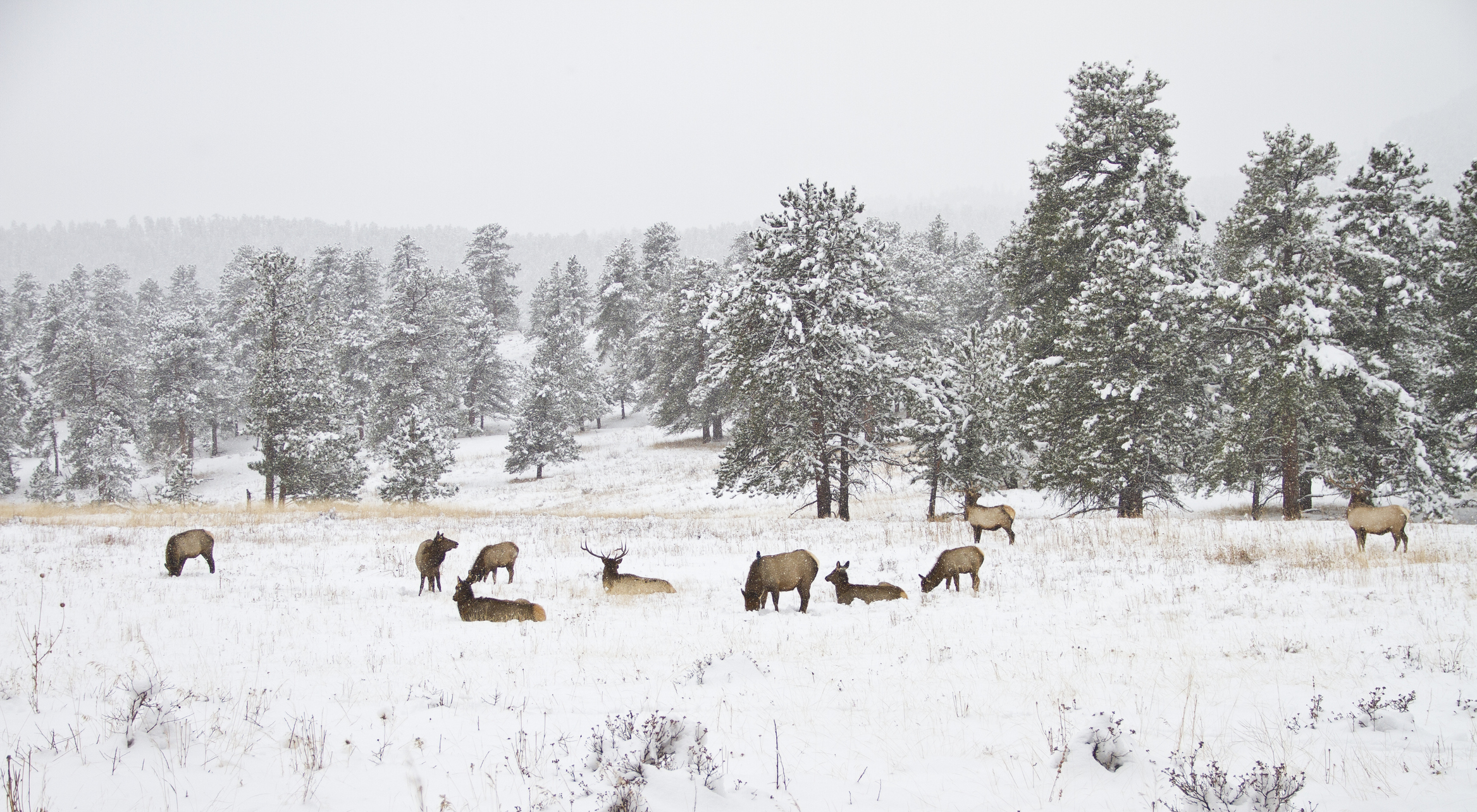 image of winter wildlife watching in estes park