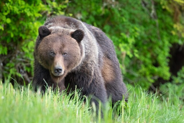 image of a grizzly bear