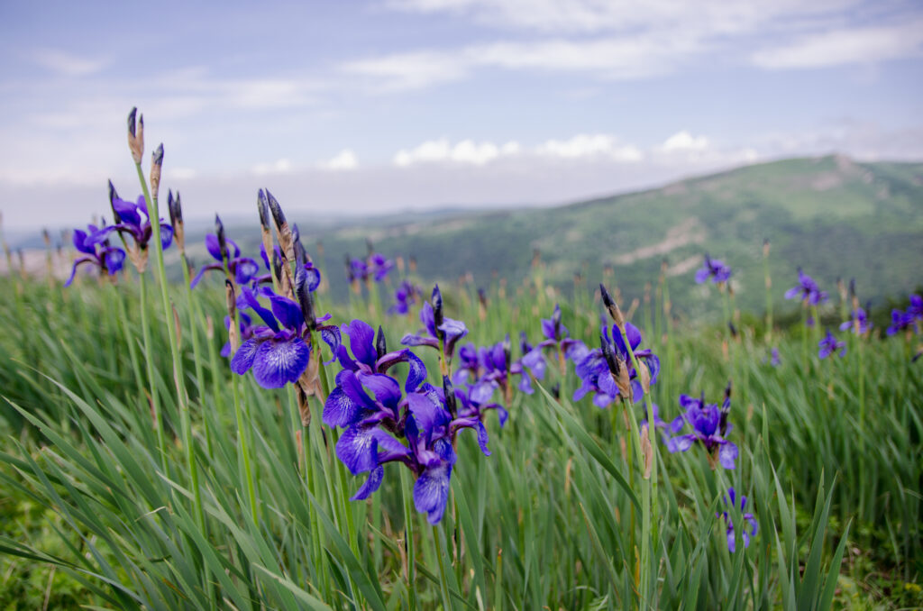 image of mountain iris wildflower