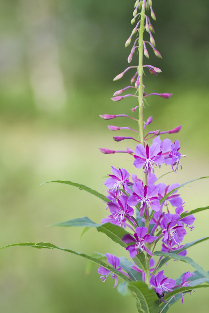 image of common fireweed wildflower
