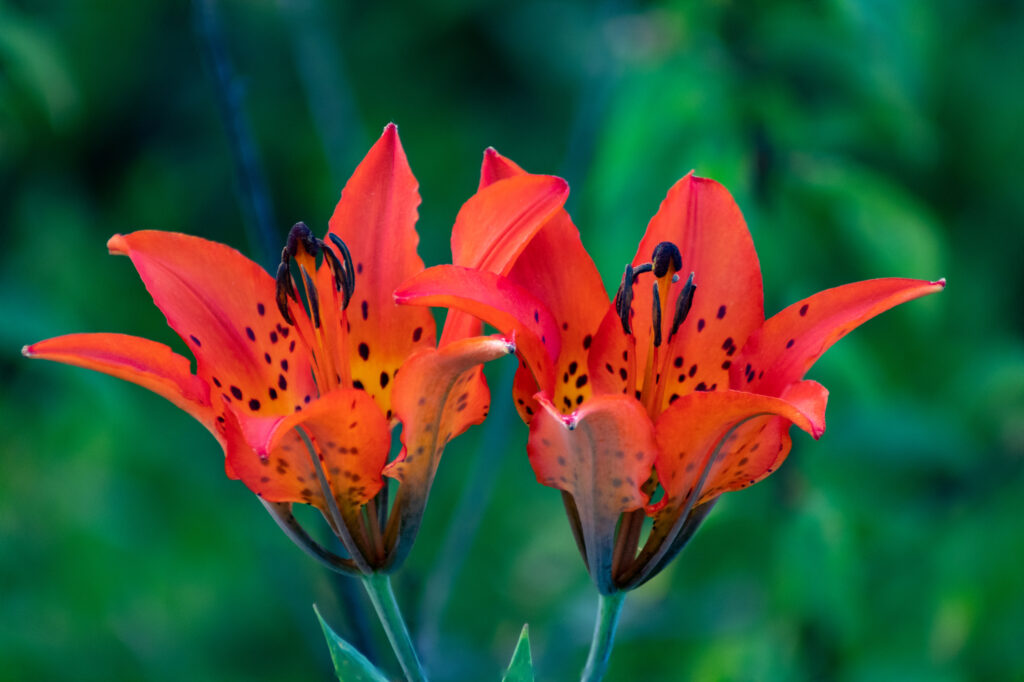 image of wood lily wildflower