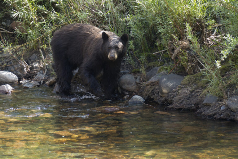 black bears in rocky mountain national park