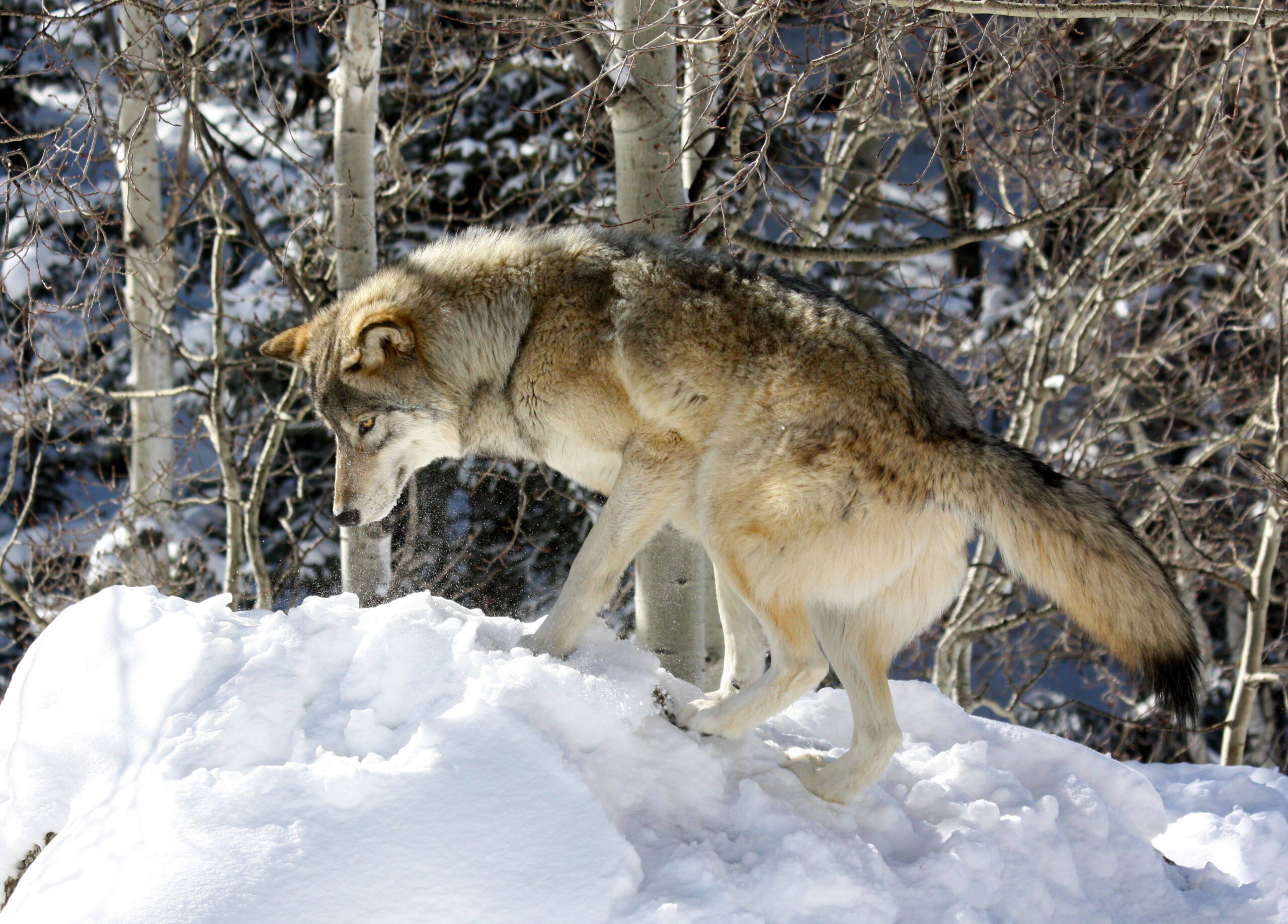 image of grey wolf in Colorado