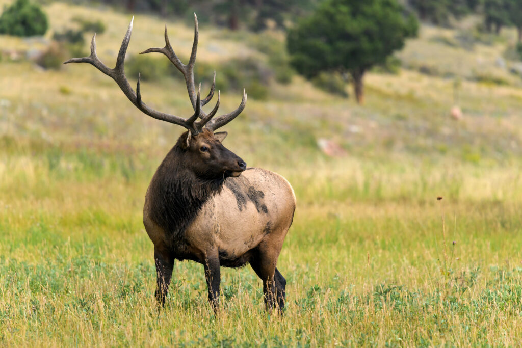 image of wildlife guided tour in rocky mountain national park