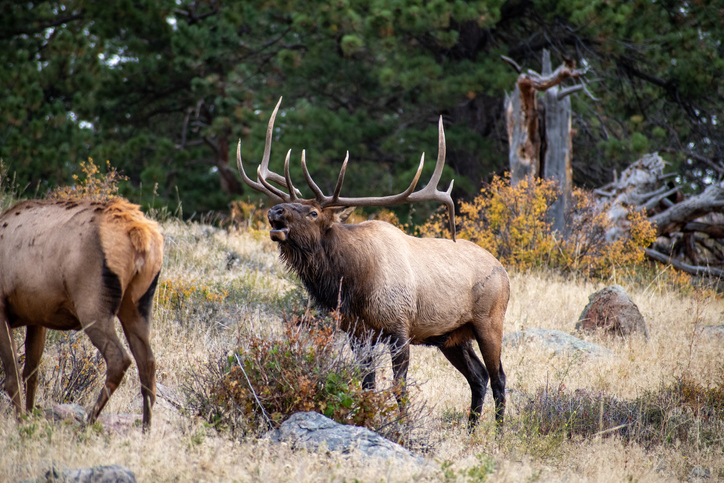 where to find the elk bugling in estes park