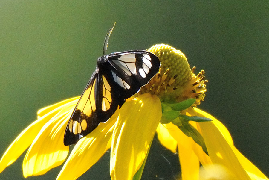 Bee on flower 