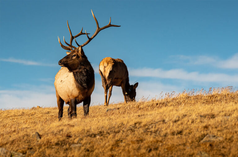 Elk near Rocky Mountain Resorts 