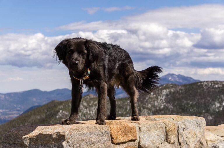 A dog on top of rocks near Rocky Mountain Resorts 
