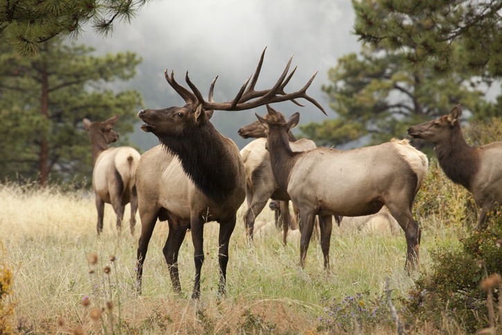 Elk herd in Colorado mountains