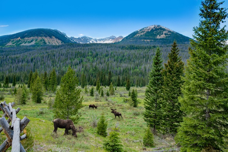 Bull moose grazing on summer day in the mountains. A bull moose walking in Rocky Mountain National Park.