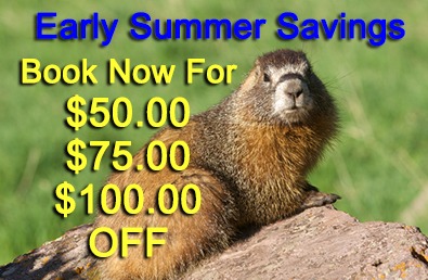 Early Summer Savings