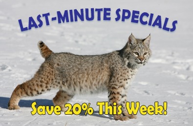 Last-Minute Specials