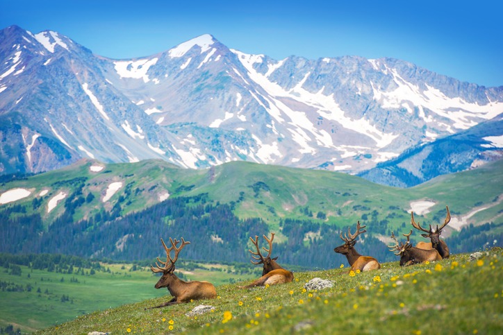 North American Elks on the Rocky Mountain Meadow in Colorado, United States. Resting Elks