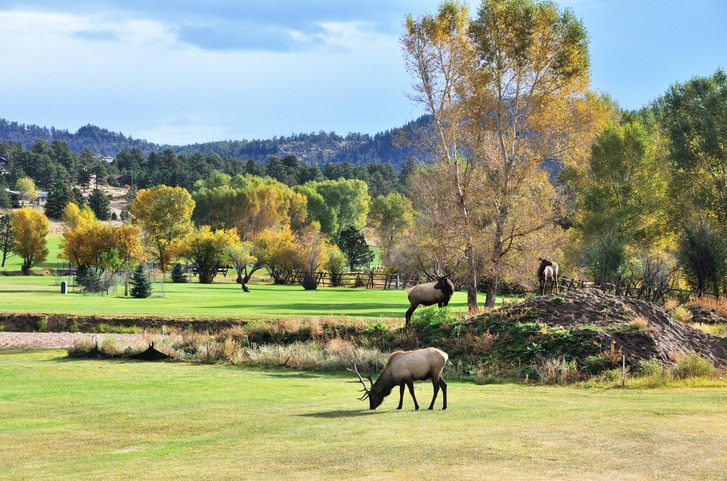 Two bulls and a cow on a golf course in Colorado.