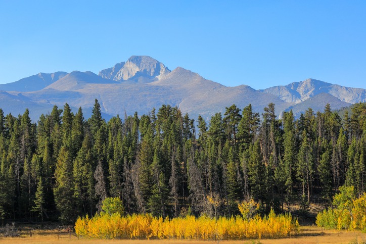 Longs Peak and golden aspen trees changing as viewed from Upper Beaver meadows area in September in Rocky Mountain National Park, Colorado
