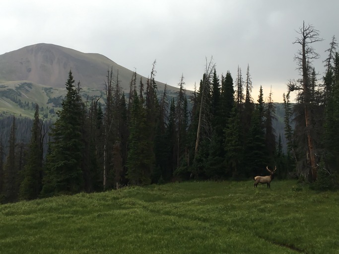 A large bull elk in a meadow at Rocky Mountain National Park, Colorado, USA