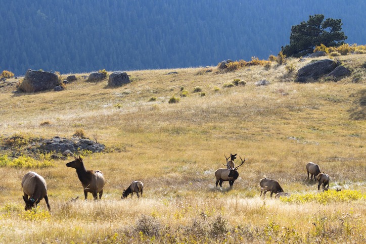 Majestic herd of elk foraging for food amongst the golden colors of autumn on a beautiful Rocky Mountain autumn evening.
