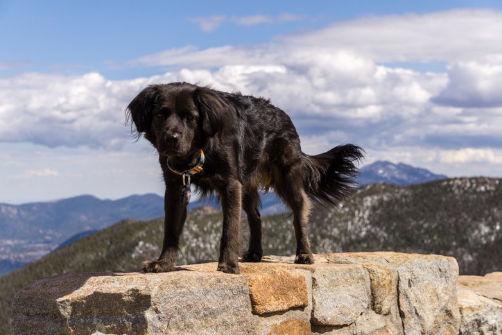 Black dog enjoying the scenery in Rocky Mountain National Park. Estes Park, Colorado.